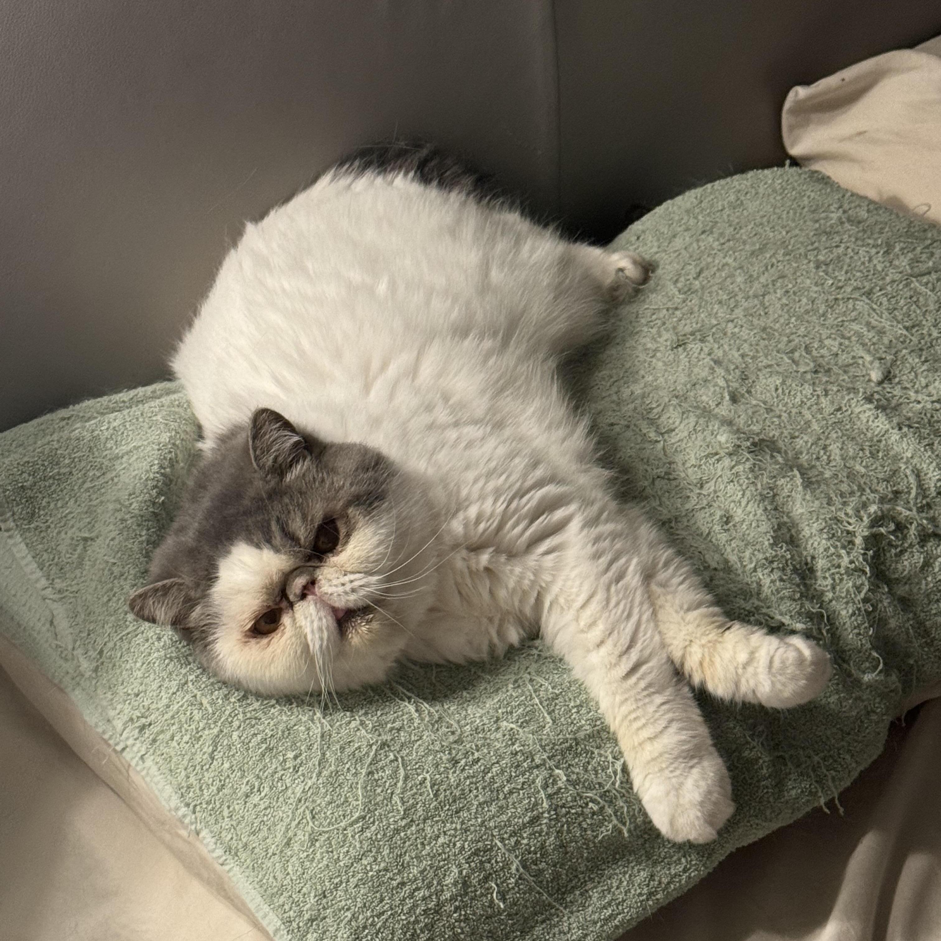 Experienced Housekeeper Wanted in North York, Ontario Housekeeper Job