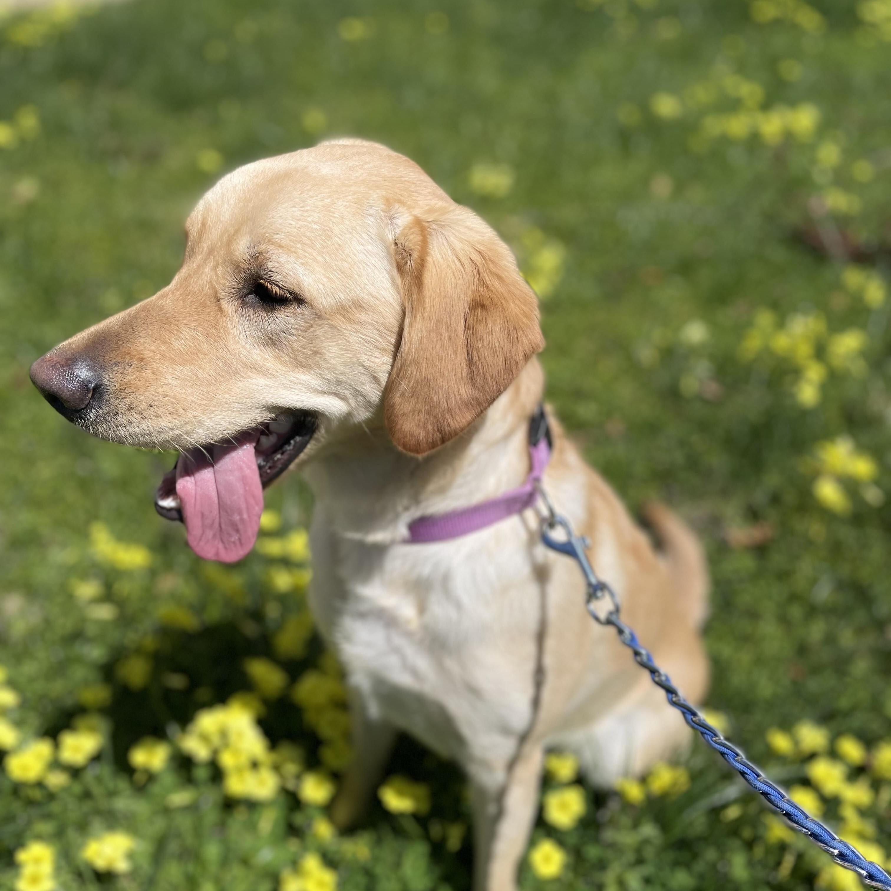 Hire Experienced Pet Sitter In Fremont CA 20 Day Pet Sitter Job 