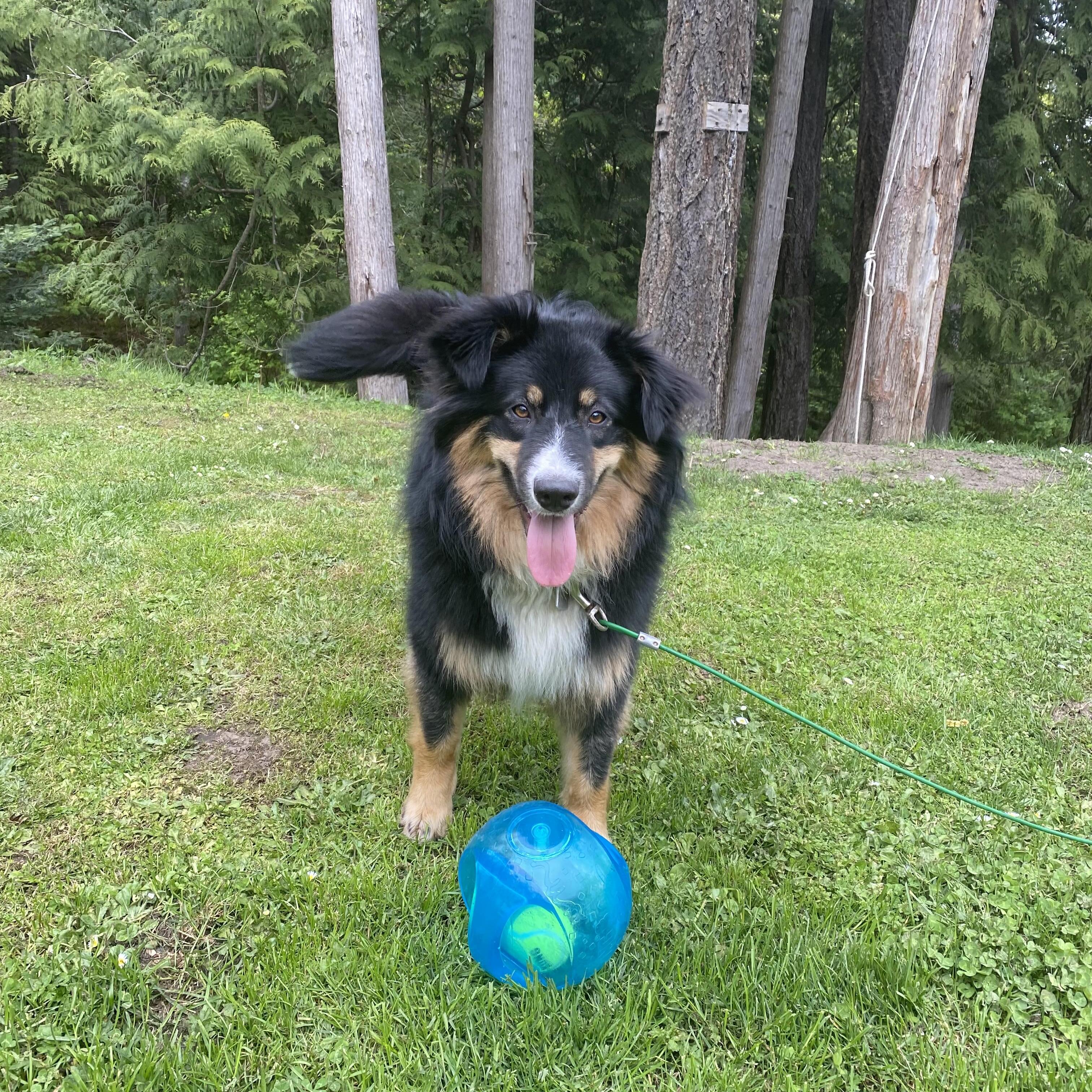 Pet Sitting Needed ASAP! Dog Walker Job, Pet Sitter Job in Victoria