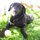 Experienced & Affordable Dog Walker & Pet Sitter at YOUR Price