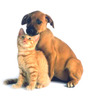 Pet sitting / vet assistent / lots of experience 