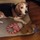 Dog walker in Southie!