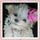 Dog walking service and grooming