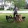 Dog sitter,walker/training, and boarding available