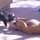 During the day care for your four legged treasures