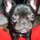 Loving dog sitter waiting for you