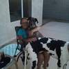 Pet sitter for two great danes