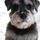 Pet sitter needed in Conesus N.Y