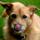 Loving Licks Pet Care