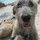 Pet sitter/ dog walker/ animal care provider who loves all animals!