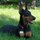 Pet Nanny - Seeking new Households