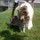 Shannons PetSitting and Dog Walking Service