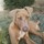 Responsible Reliable Dedicated animal lover providing the utmost best services for your dog or any other pets large or small.