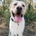 Providing the Best in Pet Sitting and Dog Walking