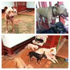Da Doghouse - Daycare/Boarding