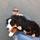 Dog Walker/Sitter