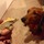 Pet Care! Many services offered!
