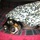 Pet Sitter Needed