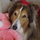 Pet Sitters that make your pet TOP priority