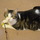 Pet Care Provider - Day Care and Dog Walking