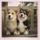Day Pet Sitter/ Dog Walker