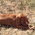 Pet sitter and more!