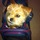 Rain Needs A Dog Sitter Over The Weekend