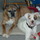 Boxer Daycare, Safe, Clean, Fun, Loving With Lotsa Tlc