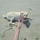 Pet Sitter/Dog Walker Available