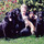 Over 10 yrs experience.  All breeds and animals welcomed.   Bonded / Insured