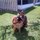 Pet sitter/walker/ petcare