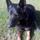 Trained and Professional Pet Sitter- 9+ years veterinary experience!