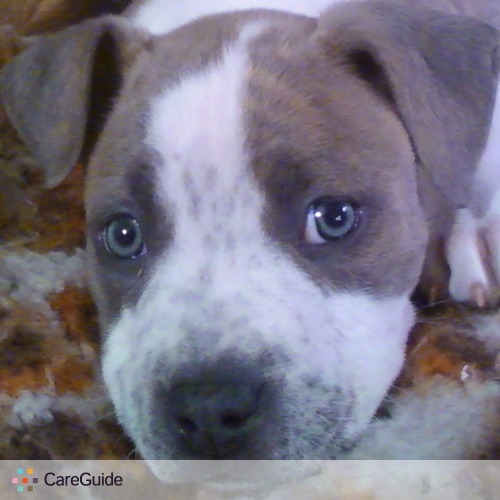 Need Dog Sitter for Potty Breaks/Play Time (5 days/week)