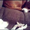 Someone to keep 2 dogs, 2 months
