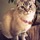 CAT SITTER in Chandler