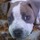 Puppy-3