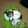 Want to bond with a super sweet Jack Russell for a few days??