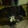 Pet Sitter