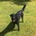 Ruffwalkers Dog Walking and Petsitting