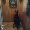 JudyPinkeysDogWalkingServices