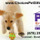 Professional In-Home Pet Care