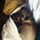 In Need Of A Loving Doggie Nanny