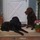 Private Dog Boarding, Daycare, And Walking, "Snoopy's Slumber Parties"