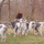 PlayTime Pet Care Services, affordable and reliable pet care in your home or ours.