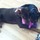 AFFORDABLE PET SITTING!!