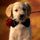 DOG WALKER / PET SITTER / VET ASSISTANT