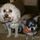 Pattys Fur-Topia Grooming and Boarding with Doggie Daycare