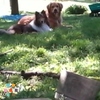 Pet sitting, dog walking, poop scooping, pet transportation