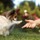 The Pawfect Pup - Dog walking/ training
