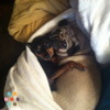 In Need Of A Loving Doggie Nanny